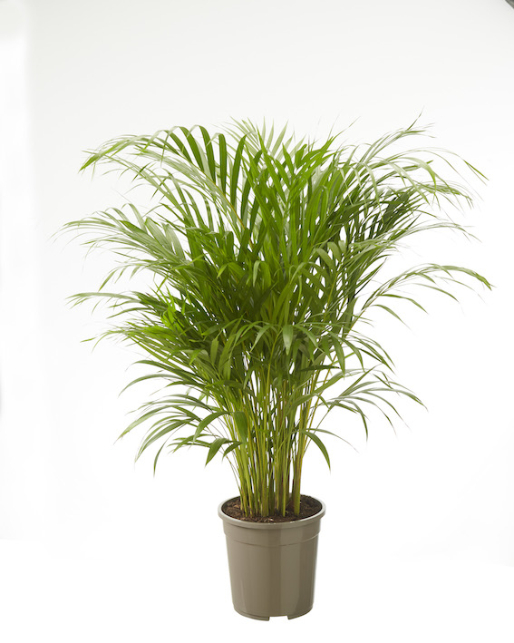 Areca Dypsis Lutescens