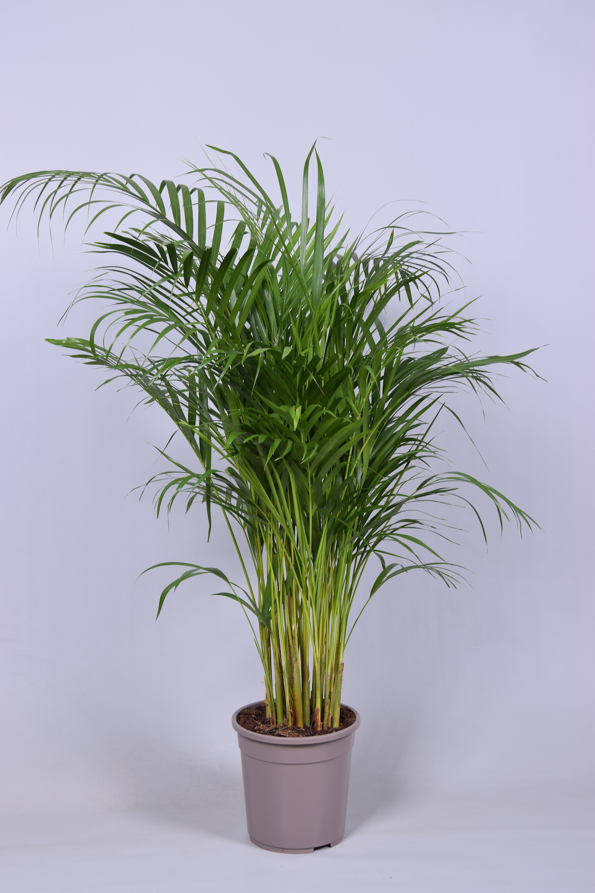 Areca Dypsis Lutescens