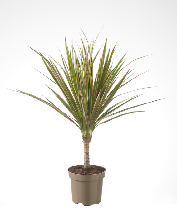 Dracaena Bicolor