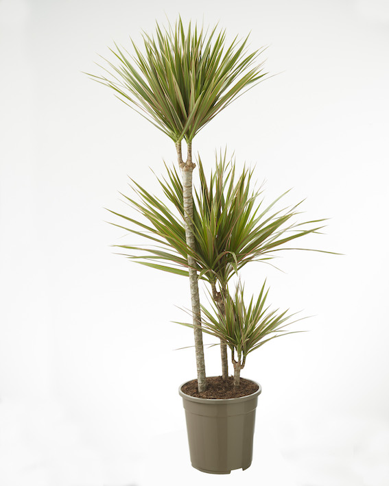 Dracaena Bicolor