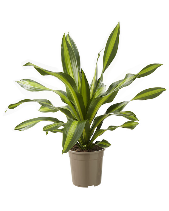 Dracaena Burley