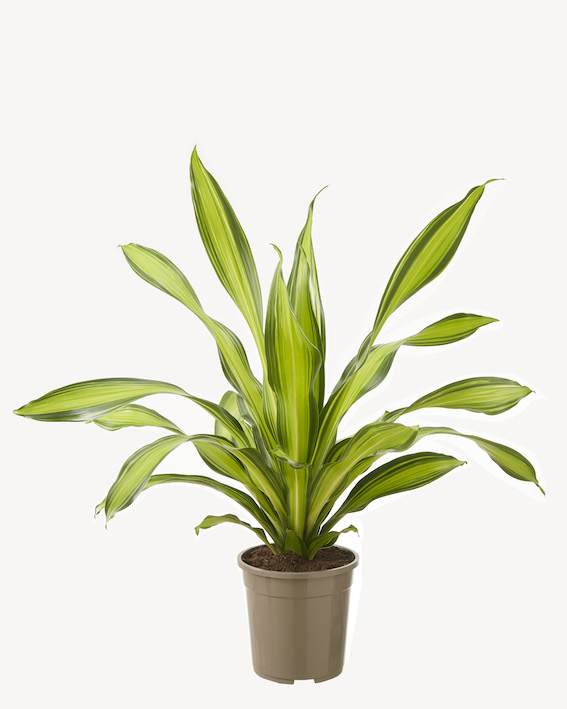 Dracaena Charley