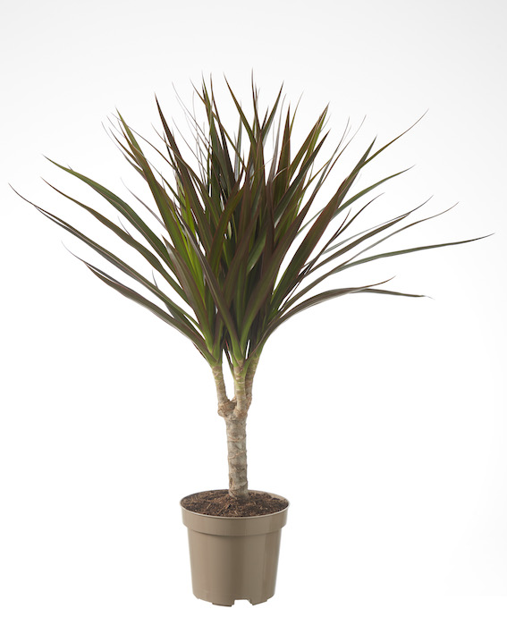 Dracaena Magenta