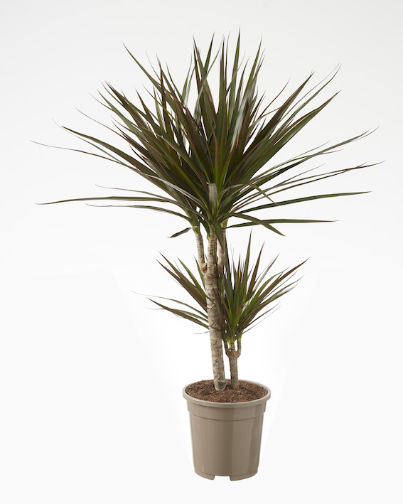 Dracaena Magenta