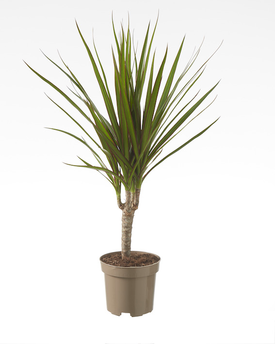 Dracaena Marginata