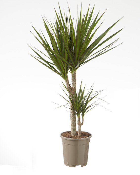 Dracaena Marginata