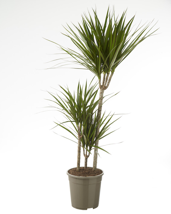 Dracaena Marginata